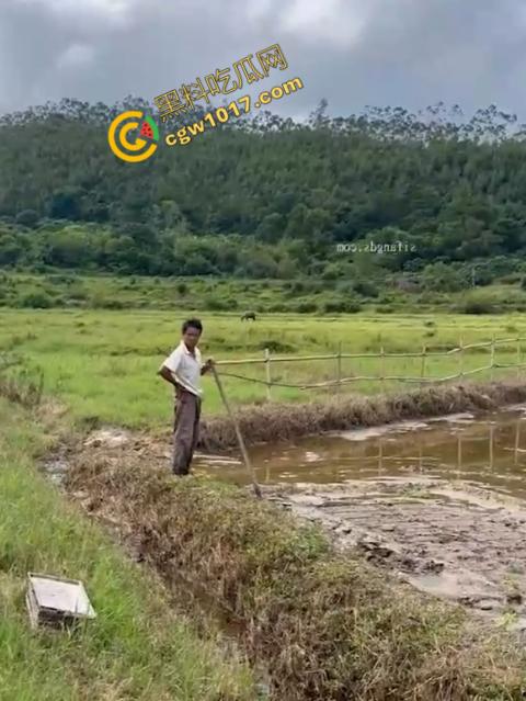 极品尤物CikaiMoon大尺度暴露!穿越稻田,酮体迷人,巨波荡漾,翘臀蹦跳,农民伯伯纷纷回眸,欲火中烧!