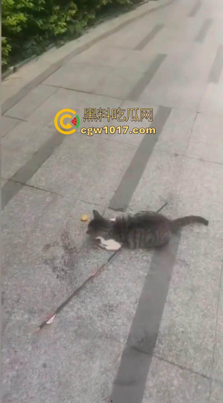 广东揭阳缔景城小区有人虐猫,深夜拿弓箭弓弩射小区小猫咪,在小区乱射箭,如入无人之境,今天敢射猫明天就敢射人!