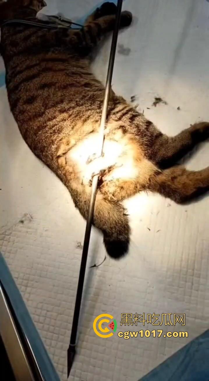 广东揭阳缔景城小区有人虐猫,深夜拿弓箭弓弩射小区小猫咪,在小区乱射箭,如入无人之境,今天敢射猫明天就敢射人!