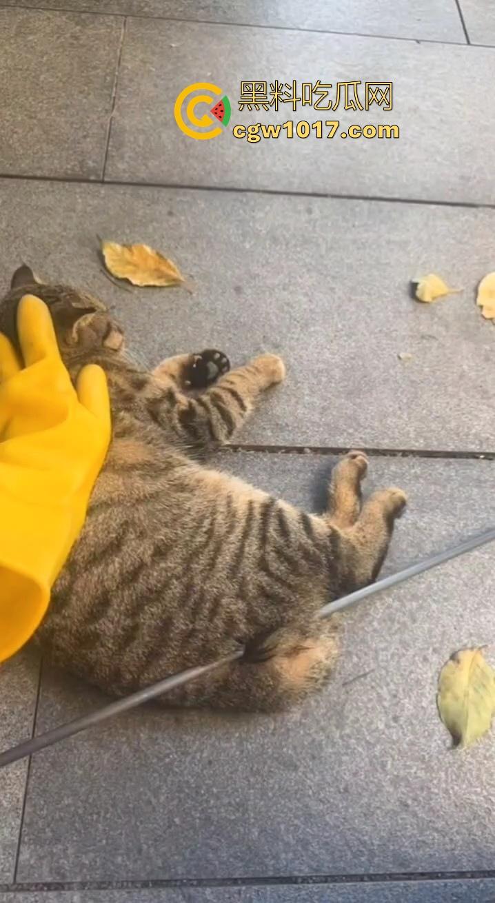 广东揭阳缔景城小区有人虐猫,深夜拿弓箭弓弩射小区小猫咪,在小区乱射箭,如入无人之境,今天敢射猫明天就敢射人!