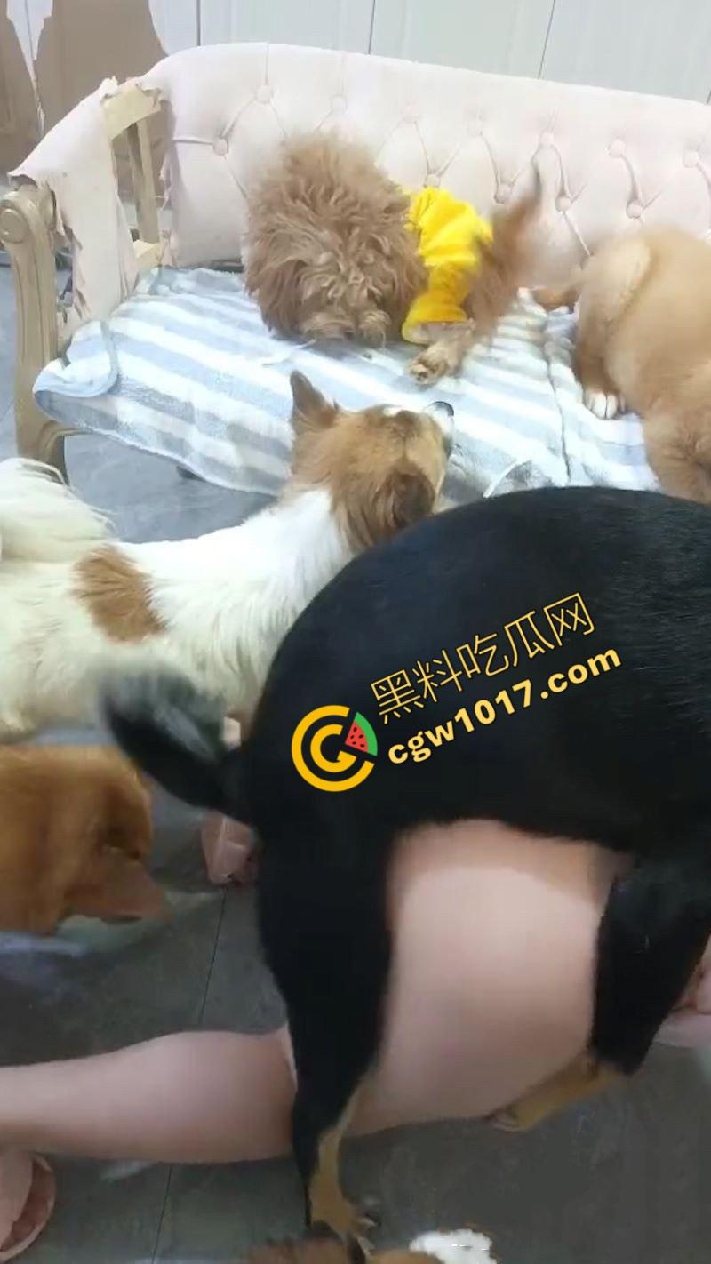 独居小仙女发情无人解决，首次尝试金毛大贯穿，高潮连连腿软如泥，深陷狗屌难以自拔，成为了狂热狗交粉！