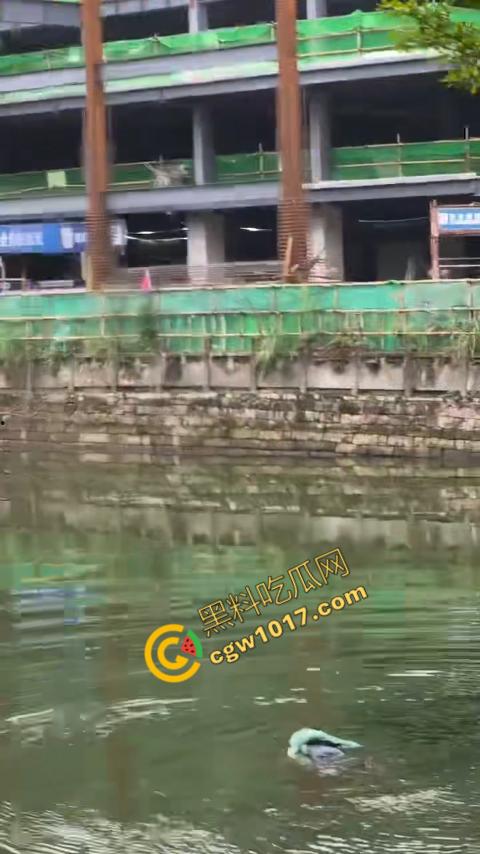 重庆湖边惊魂:绝望女子跳湖,勇敢路人生死救美,惊险拯救,揪心一刻,心跳加速,惊险刺激!