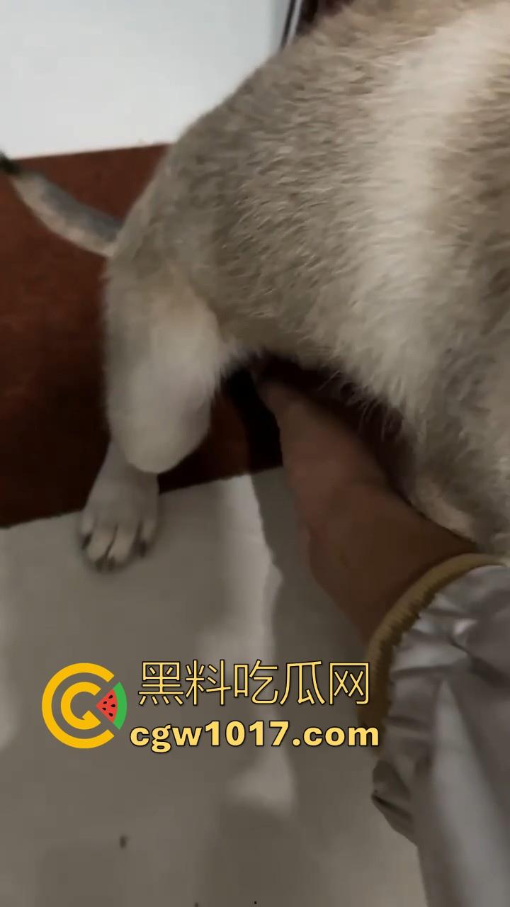 现在的人都这么阴到没边了吗？普通的帮男友打飞机不够刺激，现在流行帮狗打飞机了是吧，每天打几次狗也顶不住！