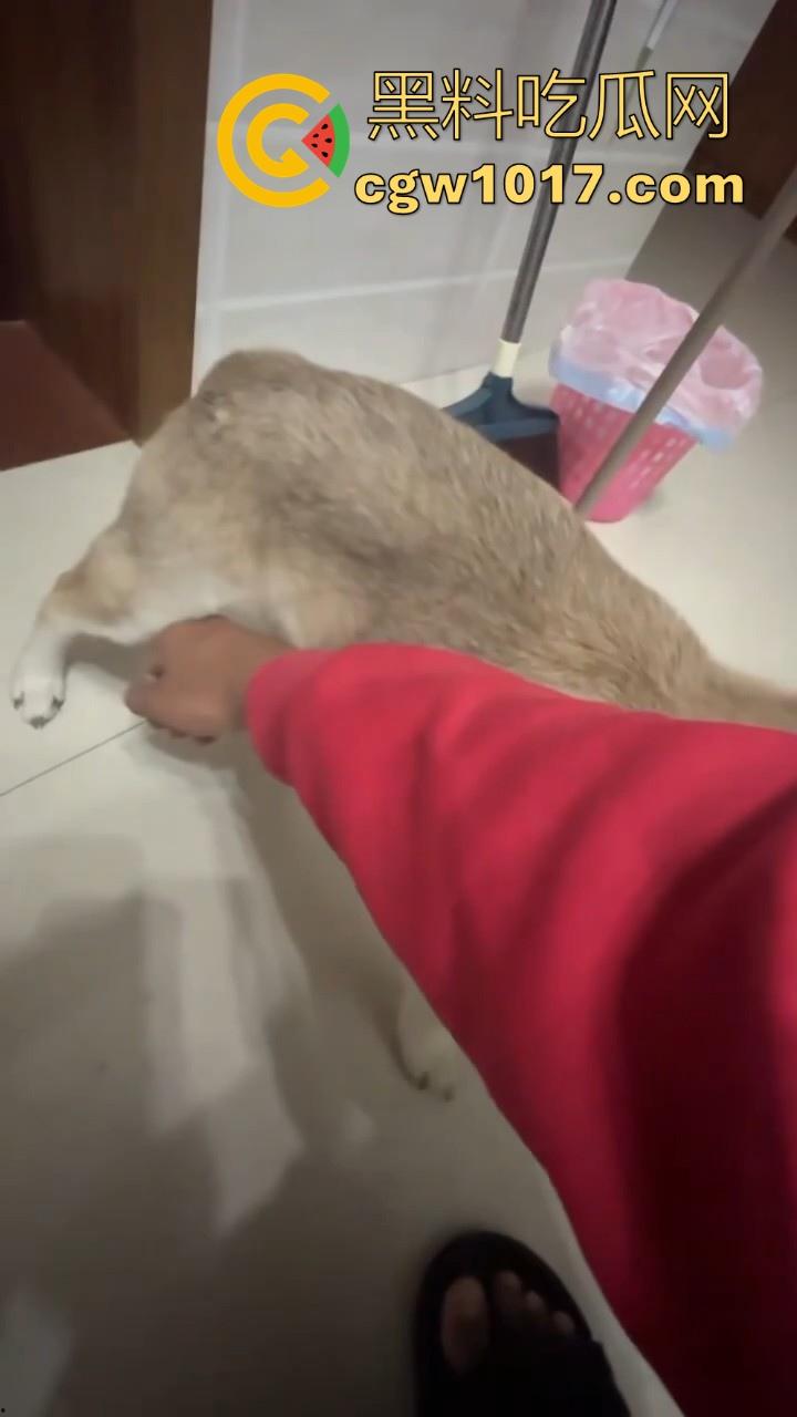 现在的人都这么阴到没边了吗？普通的帮男友打飞机不够刺激，现在流行帮狗打飞机了是吧，每天打几次狗也顶不住！