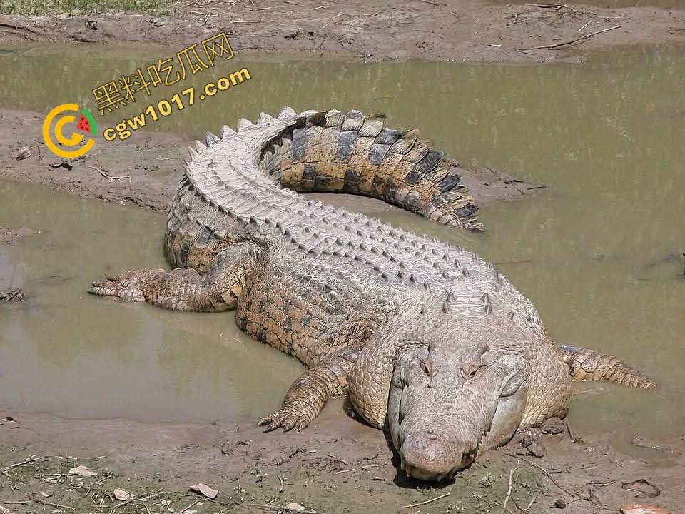 男子野泳惨遭鳄鱼袭击,身体被肆意撕裂,尸体血肉模糊,搜救队惊惧地目睹这惨绝人寰的一幕