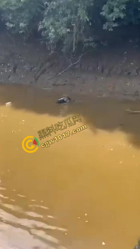 男子野泳惨遭鳄鱼袭击,身体被肆意撕裂,尸体血肉模糊,搜救队惊惧地目睹这惨绝人寰的一幕