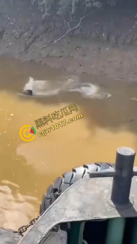 男子野泳惨遭鳄鱼袭击,身体被肆意撕裂,尸体血肉模糊,搜救队惊惧地目睹这惨绝人寰的一幕