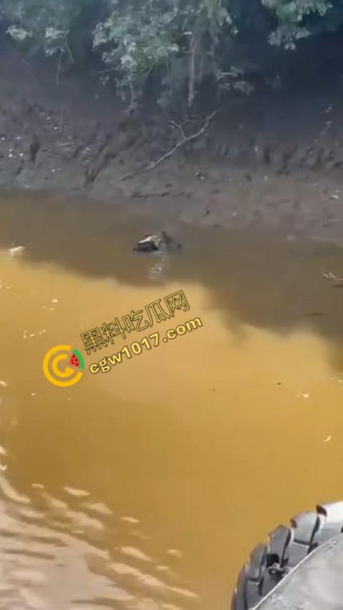 男子野泳惨遭鳄鱼袭击,身体被肆意撕裂,尸体血肉模糊,搜救队惊惧地目睹这惨绝人寰的一幕