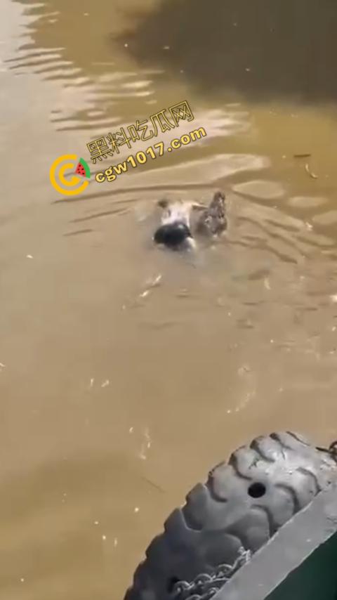 男子野泳惨遭鳄鱼袭击,身体被肆意撕裂,尸体血肉模糊,搜救队惊惧地目睹这惨绝人寰的一幕
