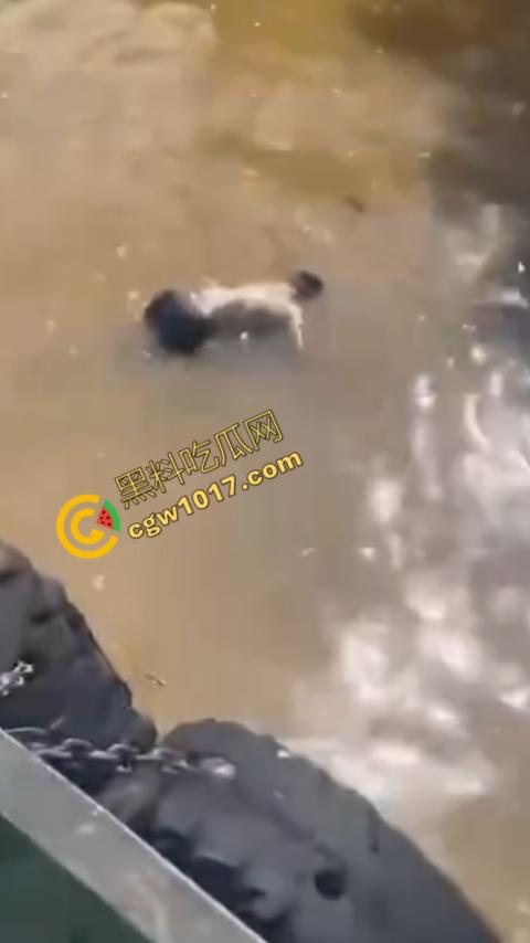 男子野泳惨遭鳄鱼袭击,身体被肆意撕裂,尸体血肉模糊,搜救队惊惧地目睹这惨绝人寰的一幕