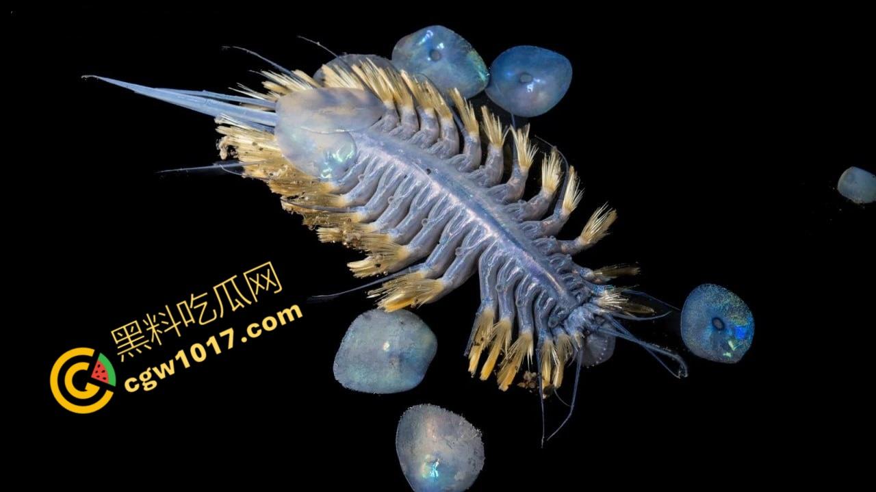 南极科考内部视频劲爆流出：30种未知致命生物！从“死亡之球”到“僵尸蠕虫”，史前病毒横行，足以令人毛骨悚然！