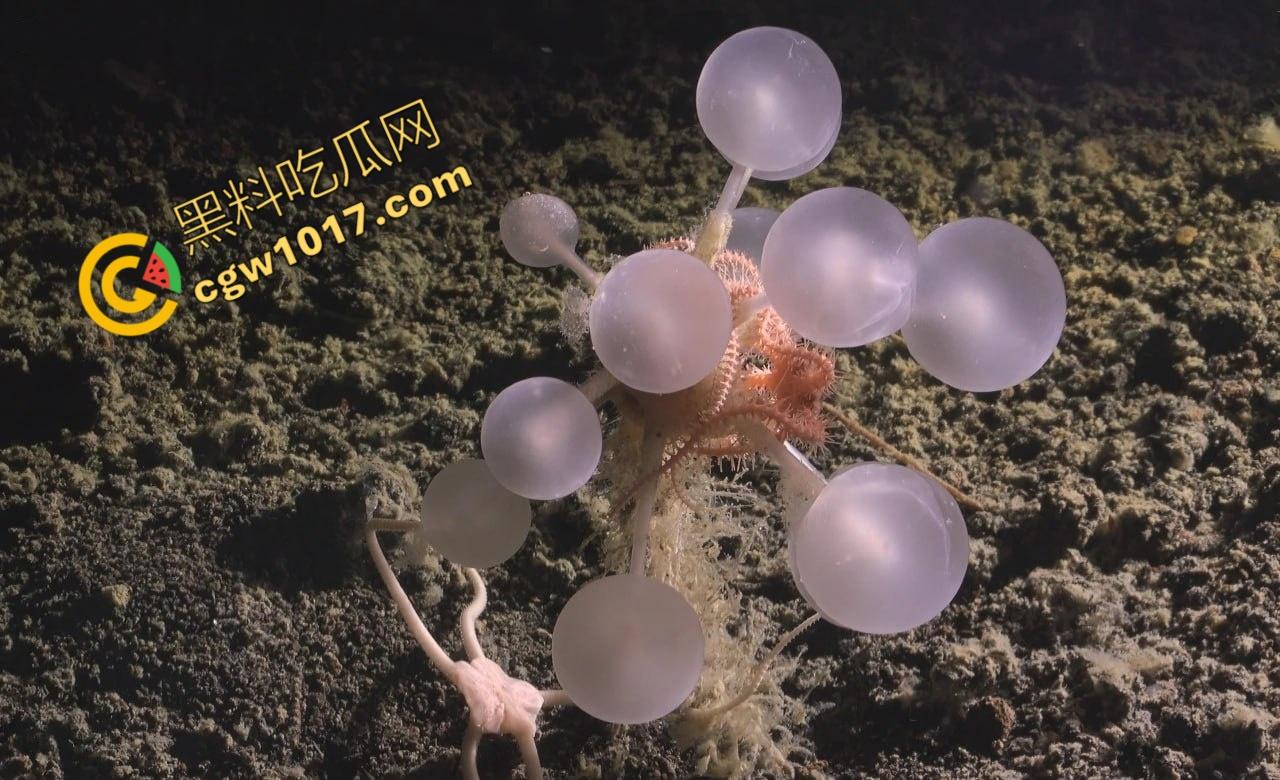 南极科考内部视频劲爆流出：30种未知致命生物！从“死亡之球”到“僵尸蠕虫”，史前病毒横行，足以令人毛骨悚然！