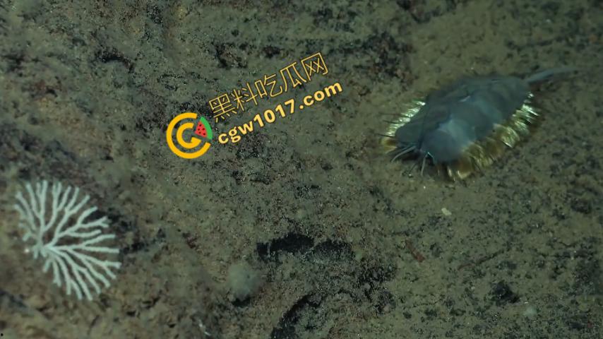 南极科考内部视频劲爆流出：30种未知致命生物！从“死亡之球”到“僵尸蠕虫”，史前病毒横行，足以令人毛骨悚然！