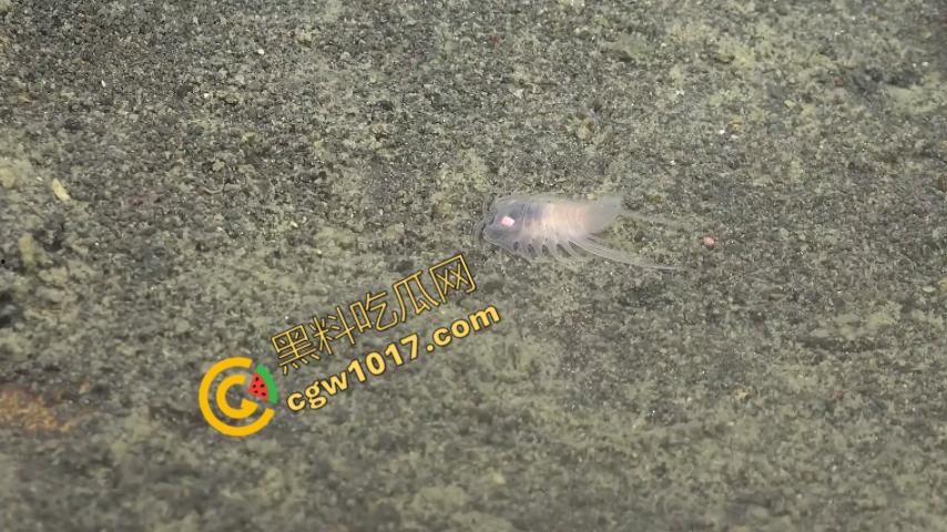 南极科考内部视频劲爆流出：30种未知致命生物！从“死亡之球”到“僵尸蠕虫”，史前病毒横行，足以令人毛骨悚然！