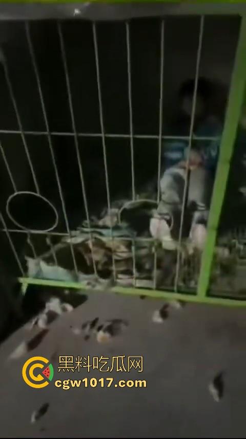 又见教育狂魔上线,作业没写完被打进狗笼?虎爸摇身一变成畜生爸,全网怒骂还在狡辩为你好!