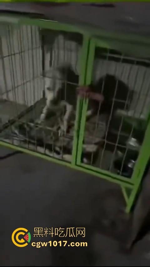 又见教育狂魔上线,作业没写完被打进狗笼?虎爸摇身一变成畜生爸,全网怒骂还在狡辩为你好!