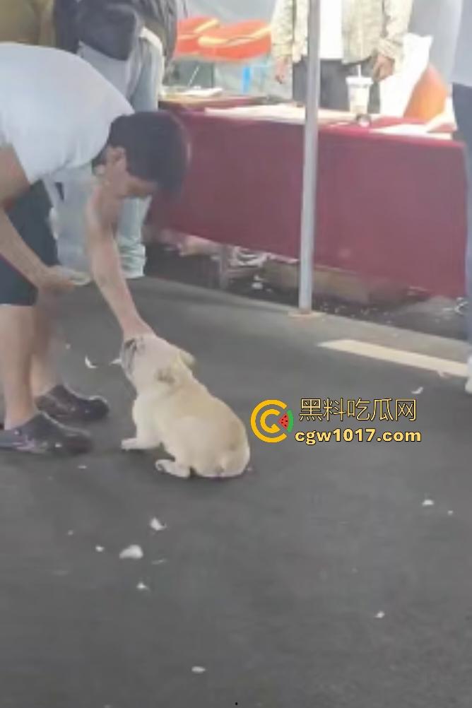 云南保山夜市法斗VS大鹅,狗子连咬两大鹅被主人扇巴掌,大鹅吓傻在原地趴窝,我宣布这法斗是动物界MMA传奇!