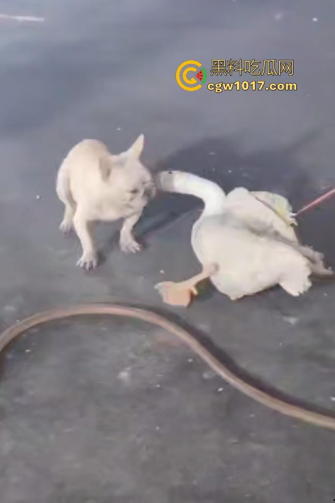 云南保山夜市法斗VS大鹅,狗子连咬两大鹅被主人扇巴掌,大鹅吓傻在原地趴窝,我宣布这法斗是动物界MMA传奇!