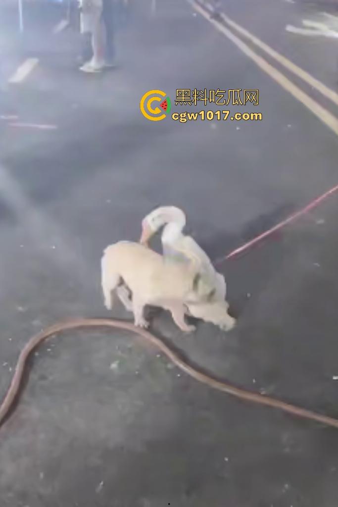 云南保山夜市法斗VS大鹅,狗子连咬两大鹅被主人扇巴掌,大鹅吓傻在原地趴窝,我宣布这法斗是动物界MMA传奇!