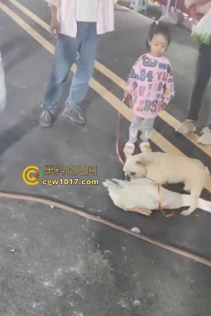 云南保山夜市法斗VS大鹅,狗子连咬两大鹅被主人扇巴掌,大鹅吓傻在原地趴窝,我宣布这法斗是动物界MMA传奇!
