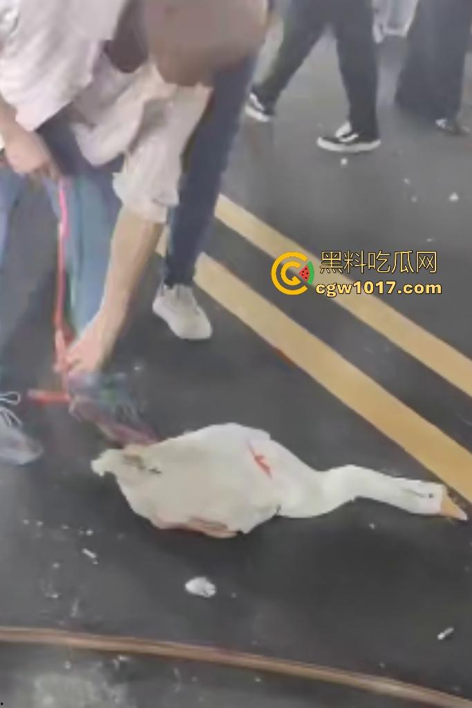 云南保山夜市法斗VS大鹅,狗子连咬两大鹅被主人扇巴掌,大鹅吓傻在原地趴窝,我宣布这法斗是动物界MMA传奇!