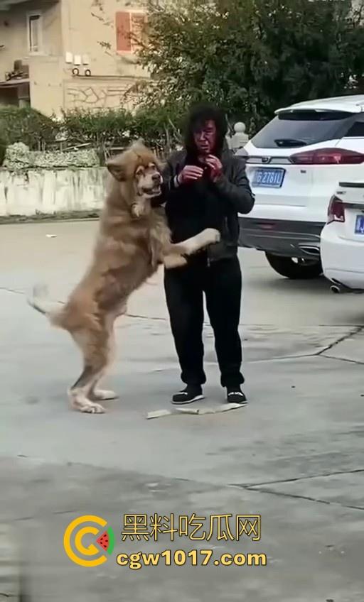 七年老狗反咬主人,不是虐待就突然发疯,满脸都是血,大型狗真恐怖,随后安排处死,这时候爱狗人士怎么不说话了!