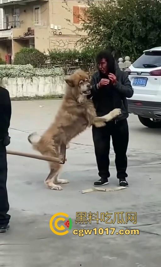 七年老狗反咬主人,不是虐待就突然发疯,满脸都是血,大型狗真恐怖,随后安排处死,这时候爱狗人士怎么不说话了!