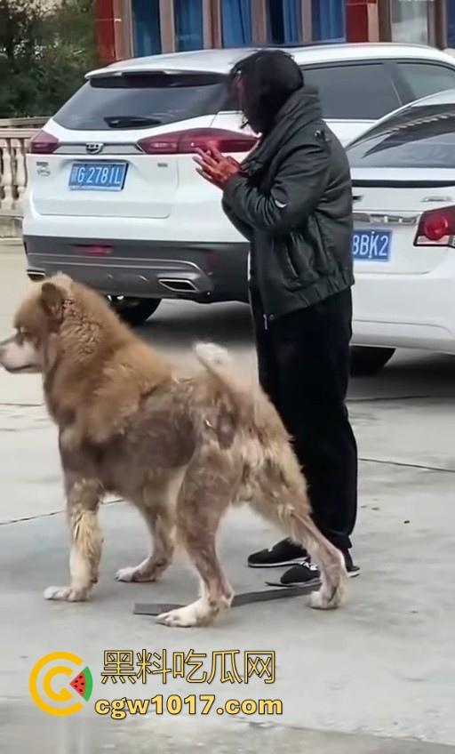 七年老狗反咬主人,不是虐待就突然发疯,满脸都是血,大型狗真恐怖,随后安排处死,这时候爱狗人士怎么不说话了!