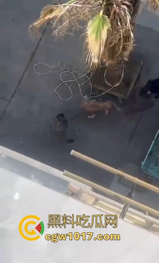 七年老狗反咬主人,不是虐待就突然发疯,满脸都是血,大型狗真恐怖,随后安排处死,这时候爱狗人士怎么不说话了!