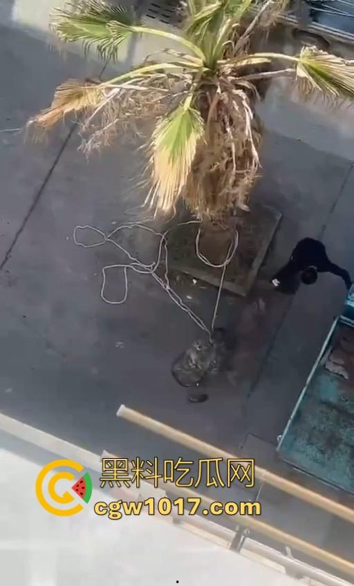 七年老狗反咬主人,不是虐待就突然发疯,满脸都是血,大型狗真恐怖,随后安排处死,这时候爱狗人士怎么不说话了!