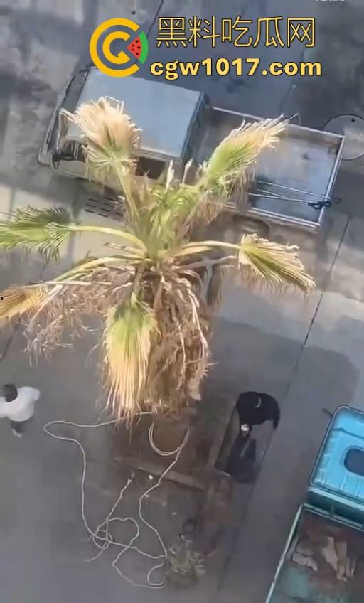 七年老狗反咬主人,不是虐待就突然发疯,满脸都是血,大型狗真恐怖,随后安排处死,这时候爱狗人士怎么不说话了!