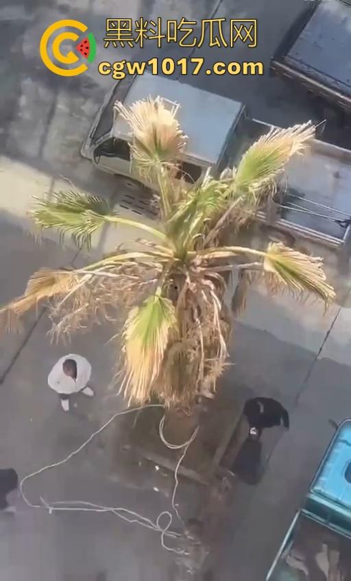 七年老狗反咬主人,不是虐待就突然发疯,满脸都是血,大型狗真恐怖,随后安排处死,这时候爱狗人士怎么不说话了!