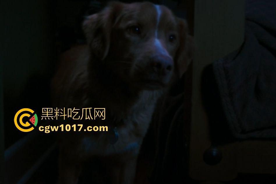 电影【好狗狗】,乡下老宅鬼影幢幢印第狂吠撕咬恶灵,邻居猎人装妖魔潜伏,忠犬搏命救主,真是条好狗狗!