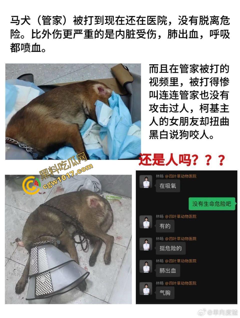 浙江狂暴男子街头暴力虐狗事件火遍全网:血腥场面令人震撼,马犬惨叫声震撼人心,引发全民怒吼!