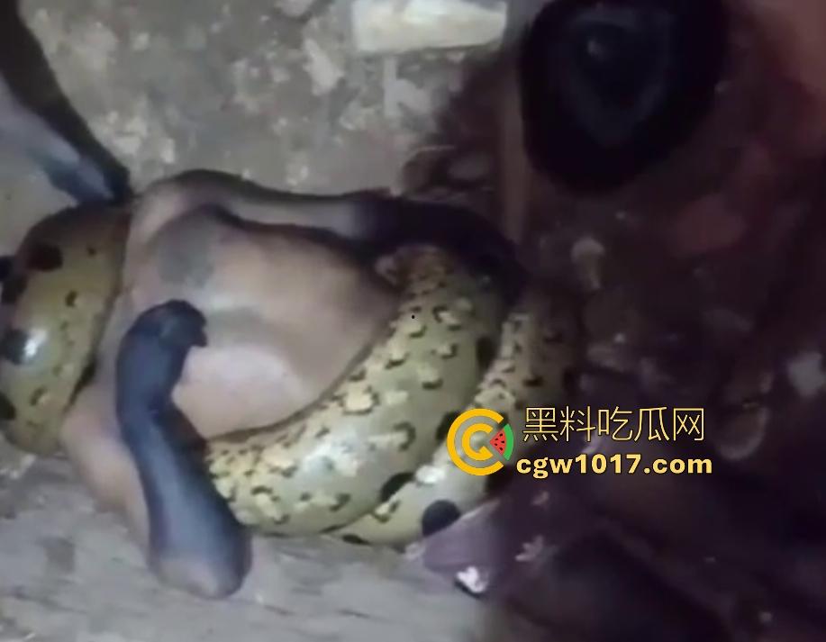 印度醉汉被巨蟒缠绕绞杀,骨骼咔咔断裂脸黑如炭,俩亲兄弟把蟒蛇抬走说喝点恒河水能活,这都黑了还能救?