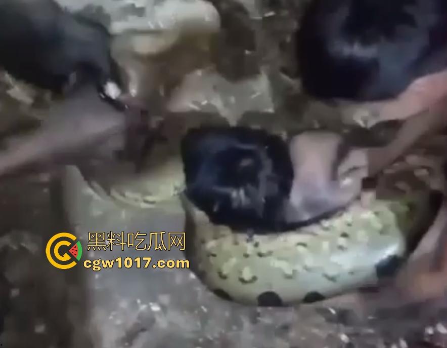 印度醉汉被巨蟒缠绕绞杀,骨骼咔咔断裂脸黑如炭,俩亲兄弟把蟒蛇抬走说喝点恒河水能活,这都黑了还能救?