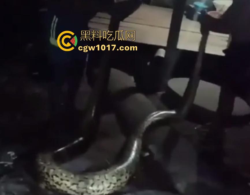 印度醉汉被巨蟒缠绕绞杀,骨骼咔咔断裂脸黑如炭,俩亲兄弟把蟒蛇抬走说喝点恒河水能活,这都黑了还能救?