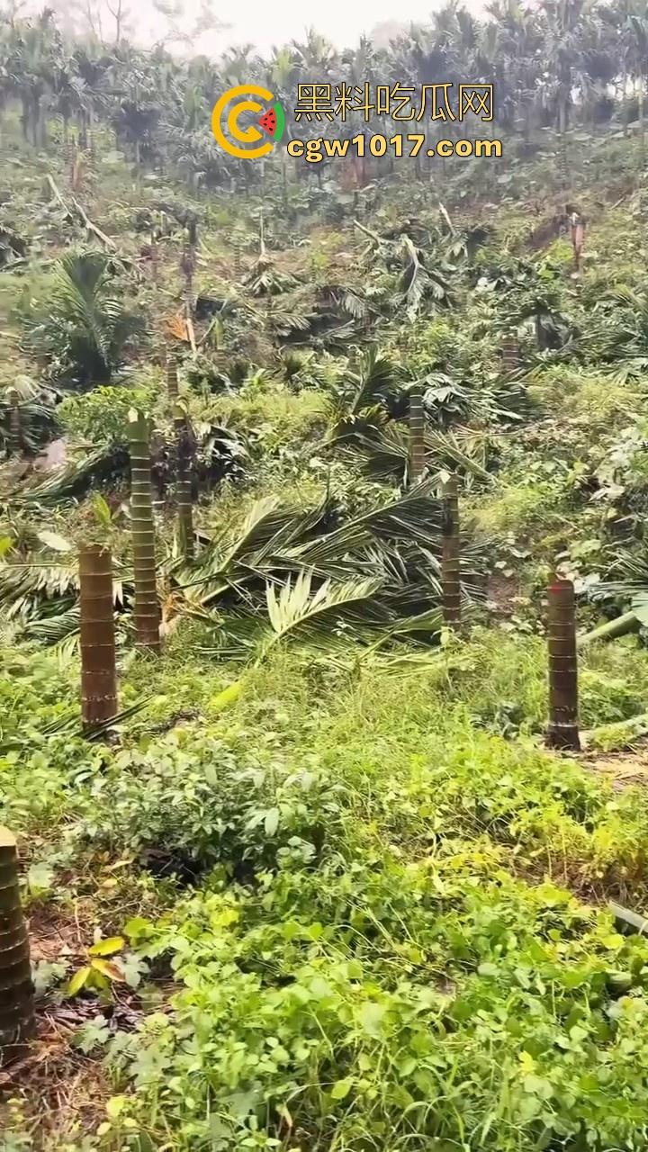 海南琼中爆发大规模群体抗争!因海南天然橡胶产业集团偷砍农民的槟榔田爆发,现场的农民们情绪机动!