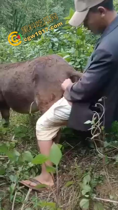 劲爆！国外男子大战骡子私拍震惊网络！阳光下奋力抽插，骡子吃草欢声不断，男子大屌进出嫩穴，友人拍摄更添刺激！