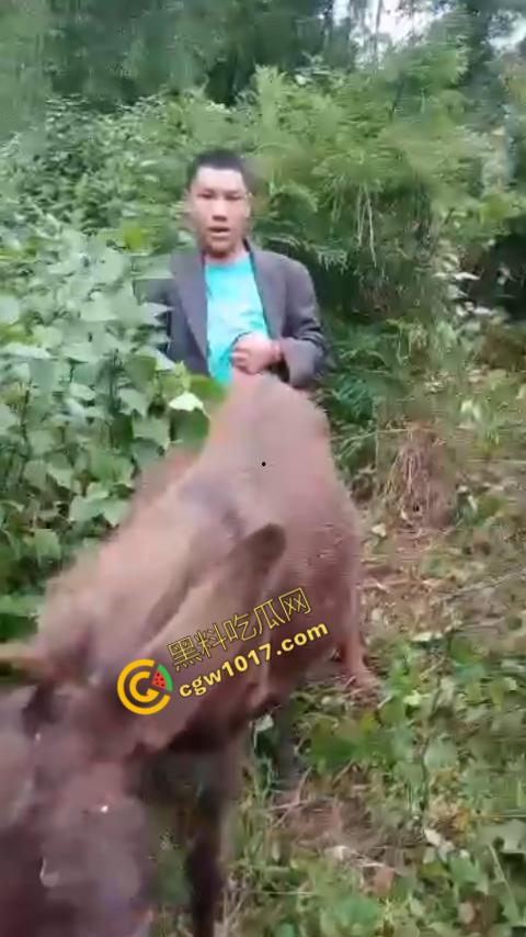 劲爆!国外男子大战骡子私拍震惊网络!阳光下奋力抽插,骡子吃草欢声不断,男子大屌进出嫩穴,友人拍摄更添刺激!