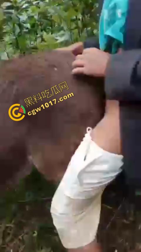 劲爆!国外男子大战骡子私拍震惊网络!阳光下奋力抽插,骡子吃草欢声不断,男子大屌进出嫩穴,友人拍摄更添刺激!