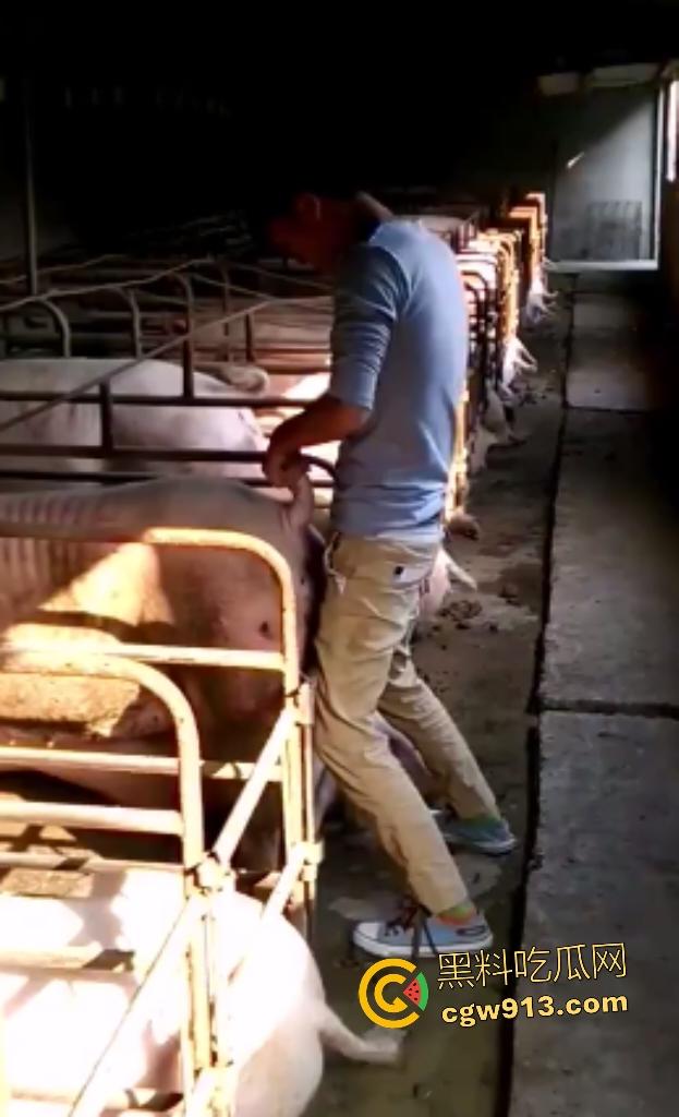 人兽狂徒猪圈开操！找不到女友就拿肥臀母猪操，母猪却毫无感觉还在吃食，操一轮下来鸡巴全是骚臭！