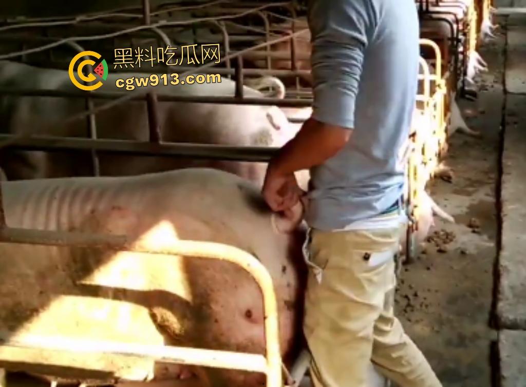 人兽狂徒猪圈开操！找不到女友就拿肥臀母猪操，母猪却毫无感觉还在吃食，操一轮下来鸡巴全是骚臭！