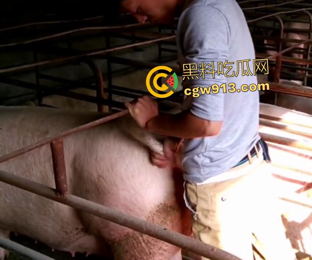 人兽狂徒猪圈开操！找不到女友就拿肥臀母猪操，母猪却毫无感觉还在吃食，操一轮下来鸡巴全是骚臭！