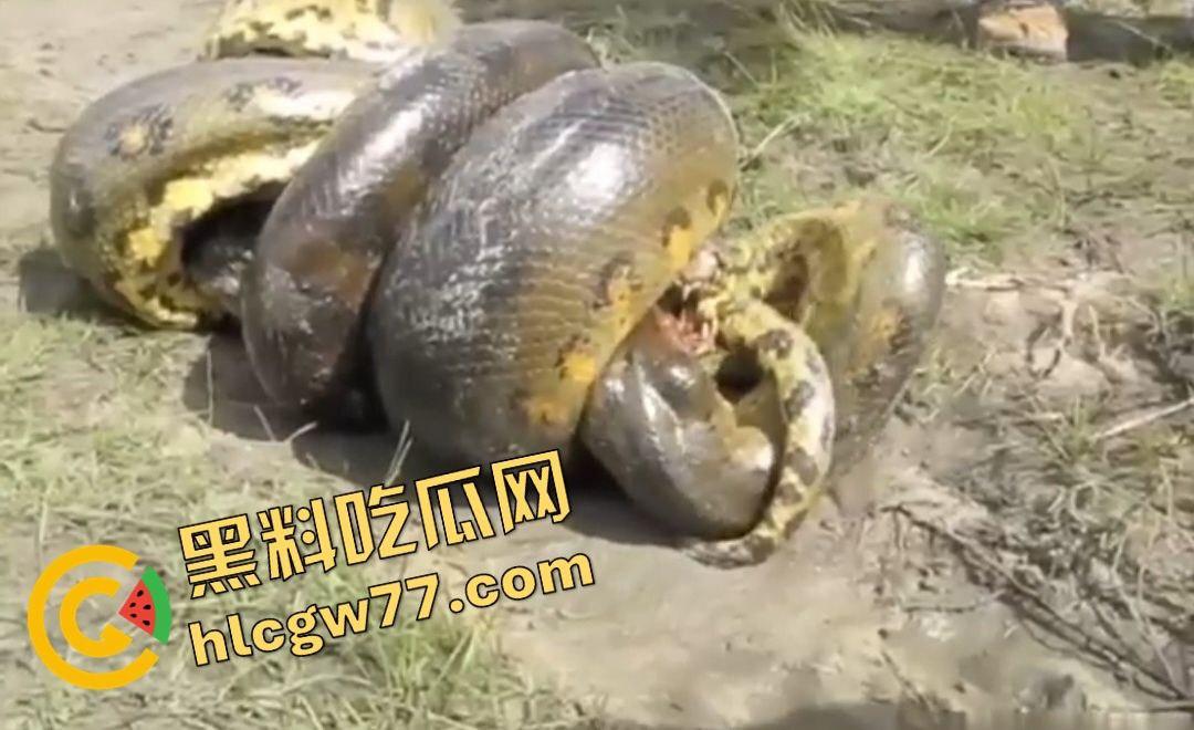 陆地大乱斗!蟒蛇绞杀鳄鱼,死亡翻滚失效,眼珠爆出吓尿摄影师!
