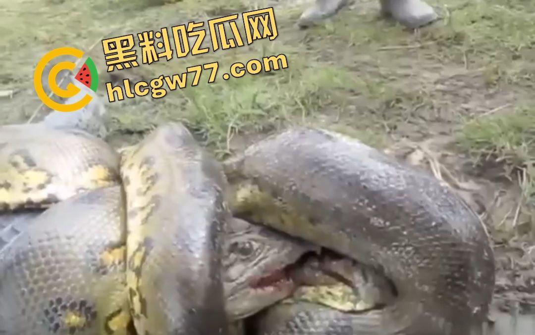 陆地大乱斗!蟒蛇绞杀鳄鱼,死亡翻滚失效,眼珠爆出吓尿摄影师!